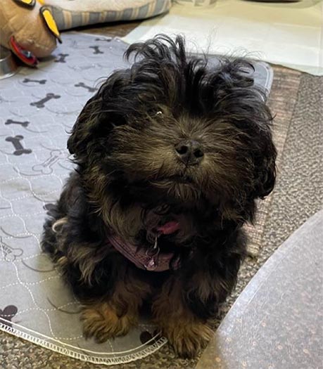 Sophia - our Bolonka Dam