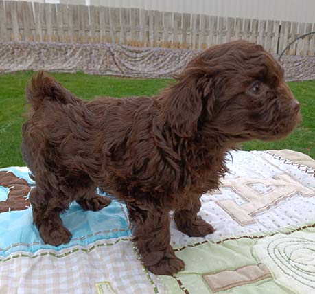 Bolonka puppy looking around