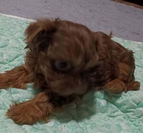 Snuggly Bolonka puppy