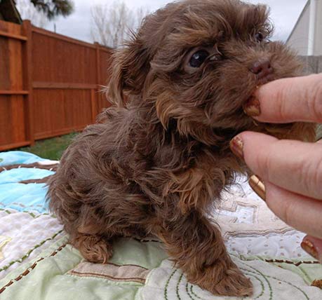 Bolonka pup enjoying a scrateh