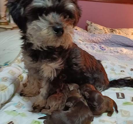 Bolonka mummy with her newborn pups
