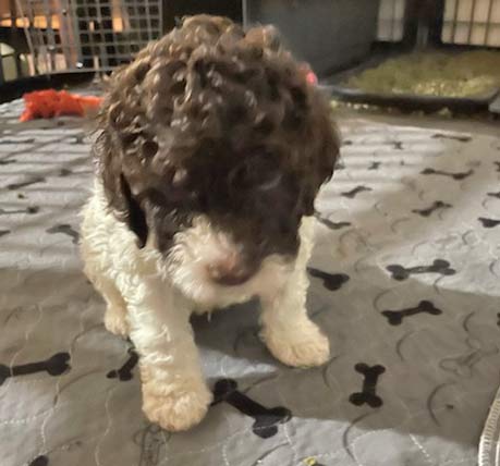 Oberto (male) Lagotto pup