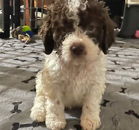 Oliver (male) Lagotto pup