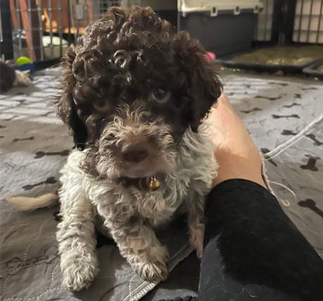 Omey (female) Lagotti pup