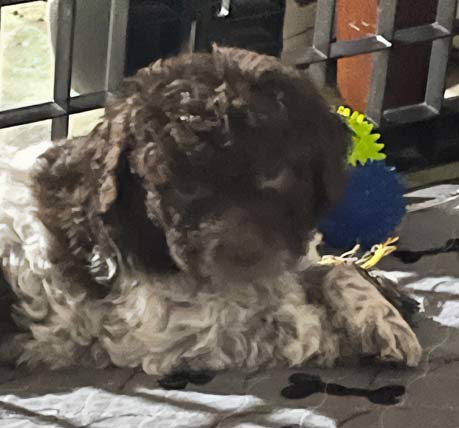 Ophelia (female) Lagotto pup