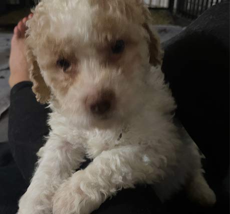 Arabella (female) Lagotto pup