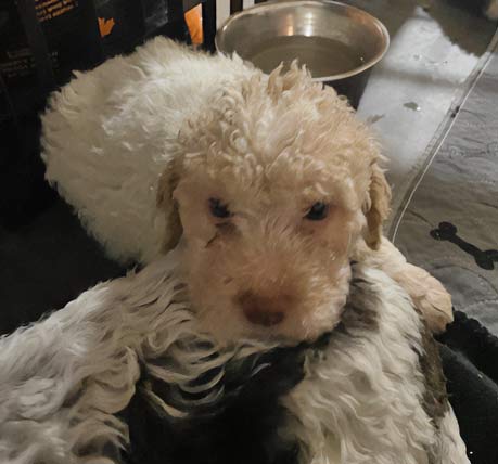 Orietta (female) Lagotto puppy