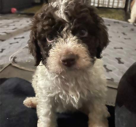 Oscar (male)