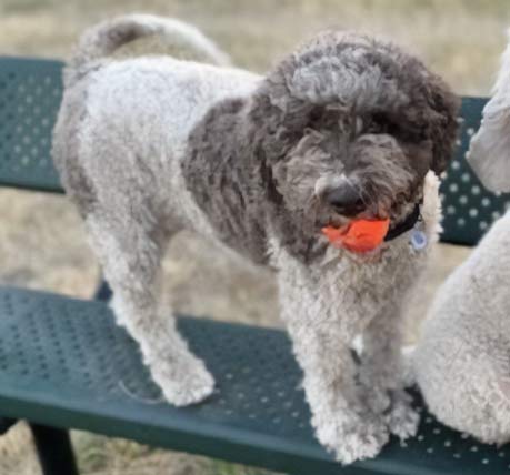 The mom of our Lagotto puppies